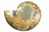 Cut & Polished Ammonite Fossil (Half) - Madagascar #364939-1